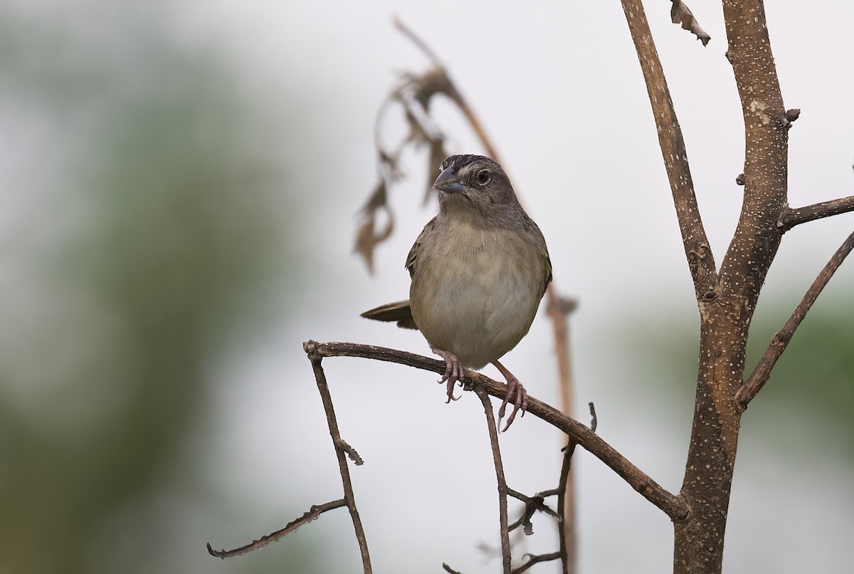 Botteri's Sparrow (Peten) - ML563572271