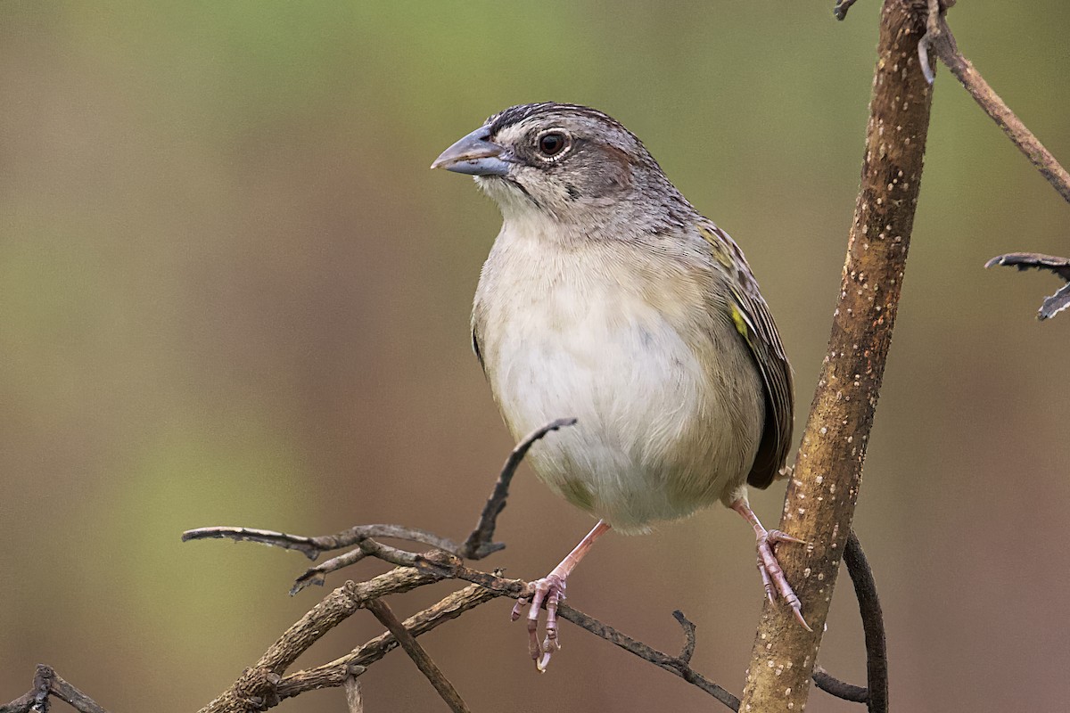 Botteri's Sparrow (Peten) - ML563572281