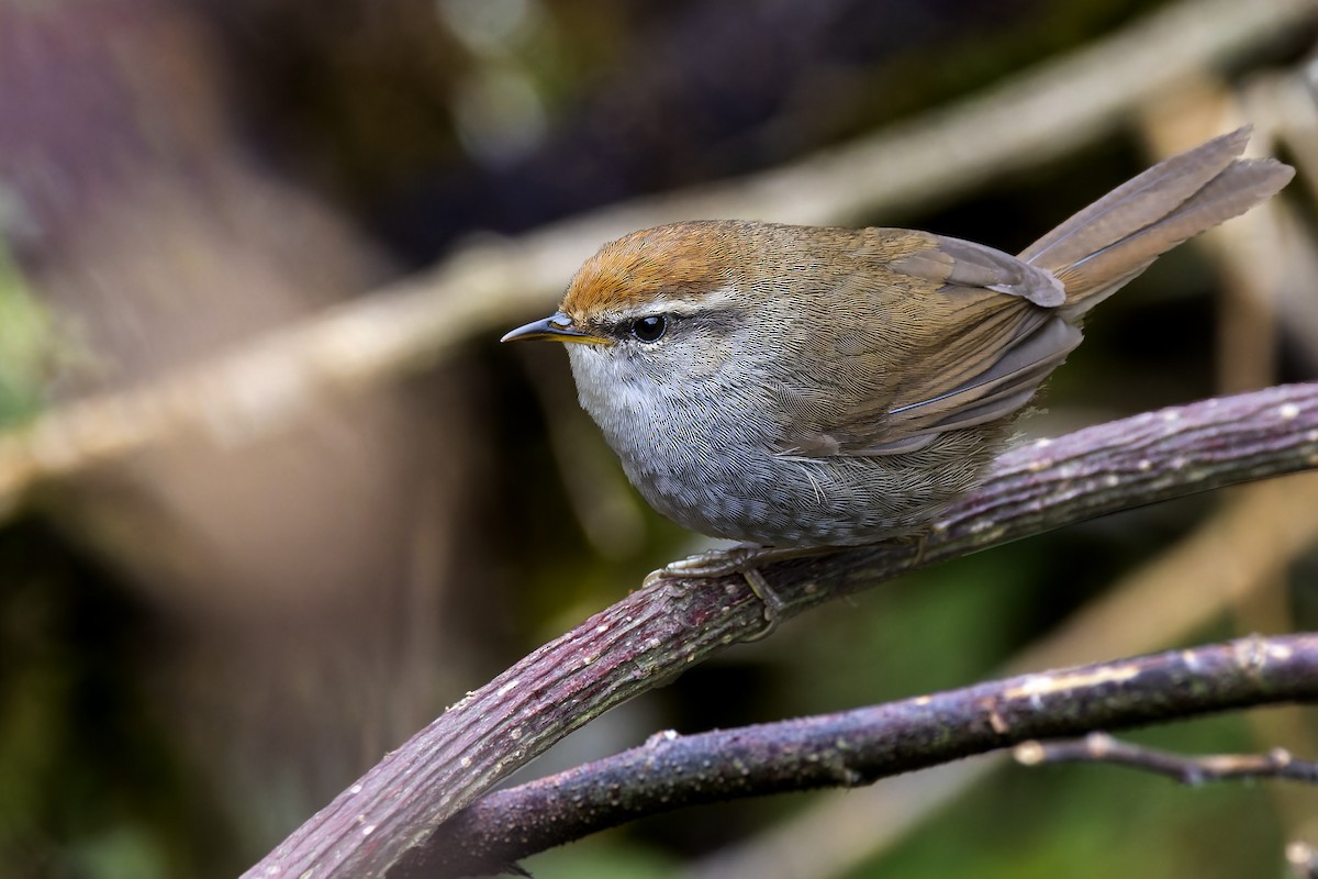 Gray-sided Bush Warbler - ML563572751