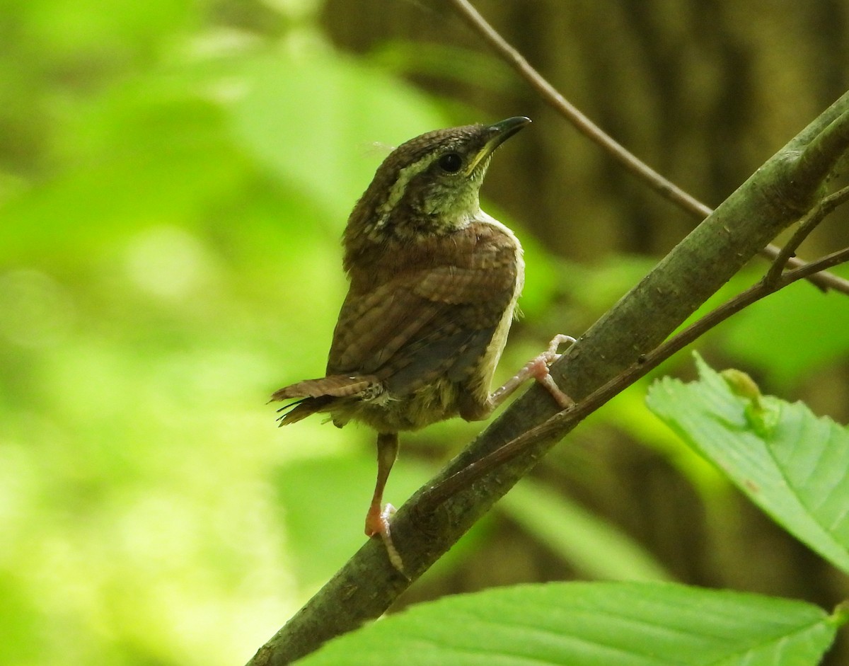 Carolina Wren - Mike Cianciosi