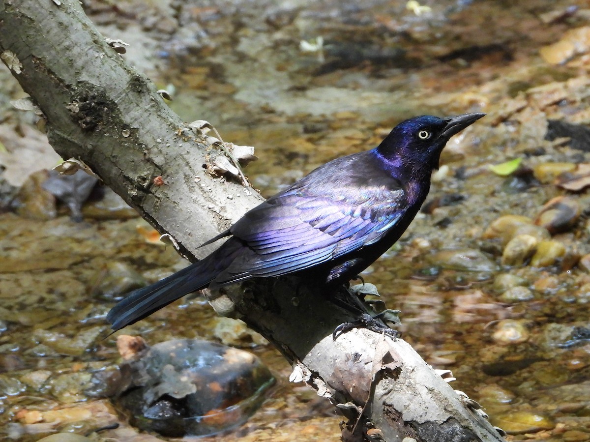 Common Grackle - ML563573401
