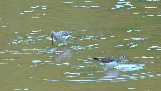 Stilt Sandpiper - ML563576191