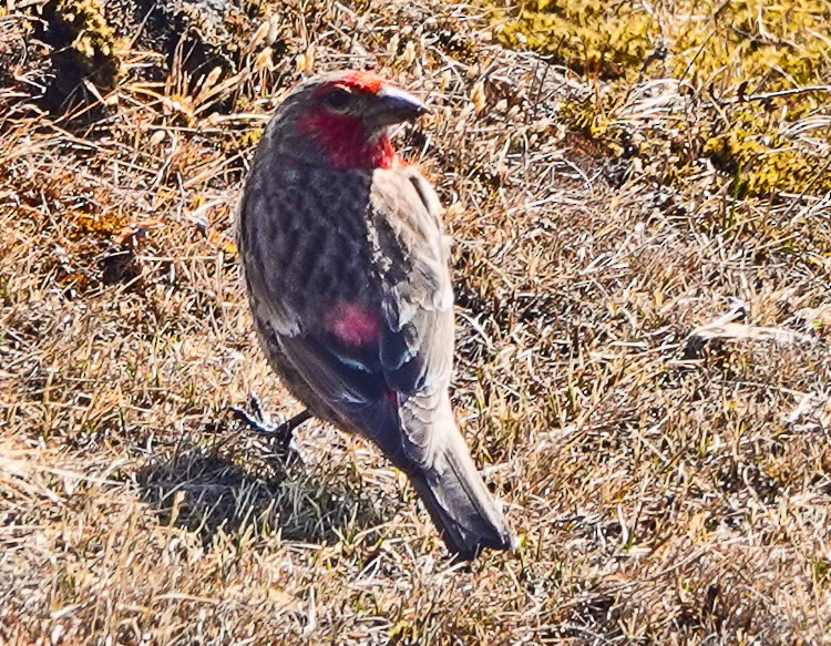 Red-fronted Rosefinch - ML563576581