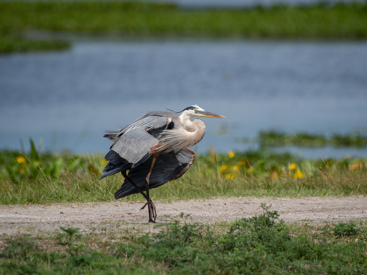 Great Blue Heron - Ava Kornfeld