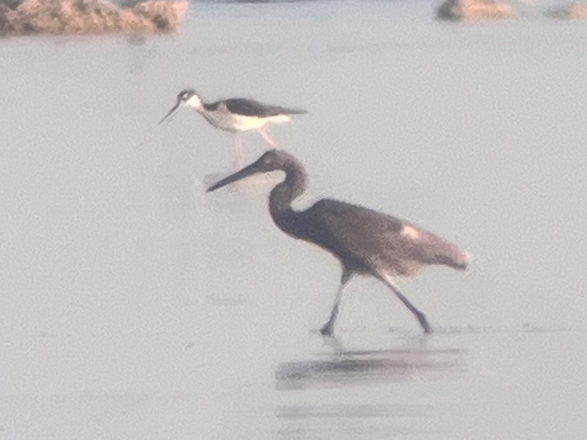 Reddish Egret - ML563577021