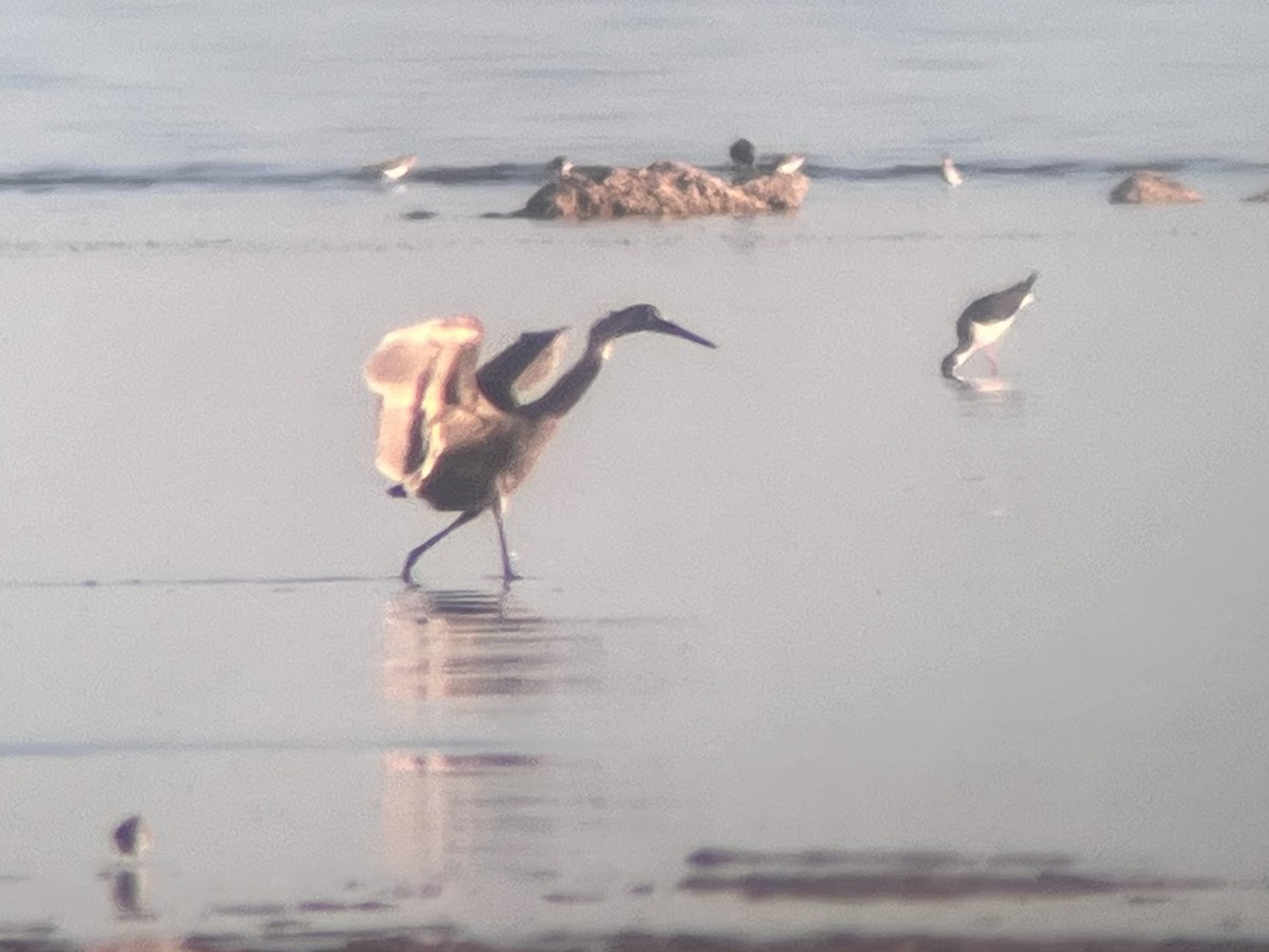 Reddish Egret - Jake Mohlmann