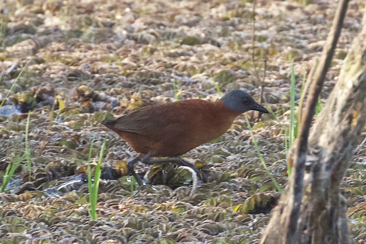 ズグロコビトクイナ - ML563579291