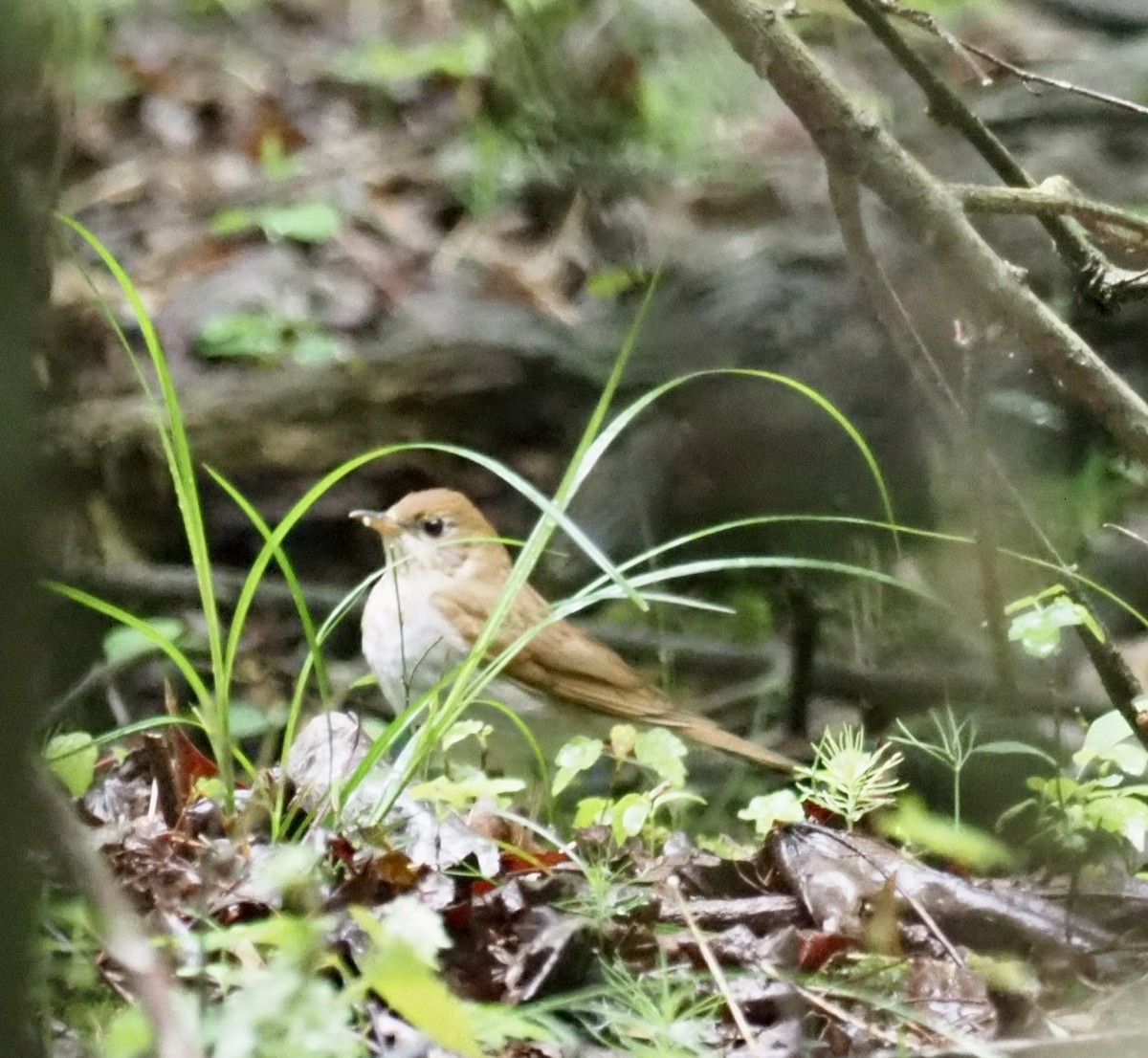 Weidenmusendrossel - ML563579461