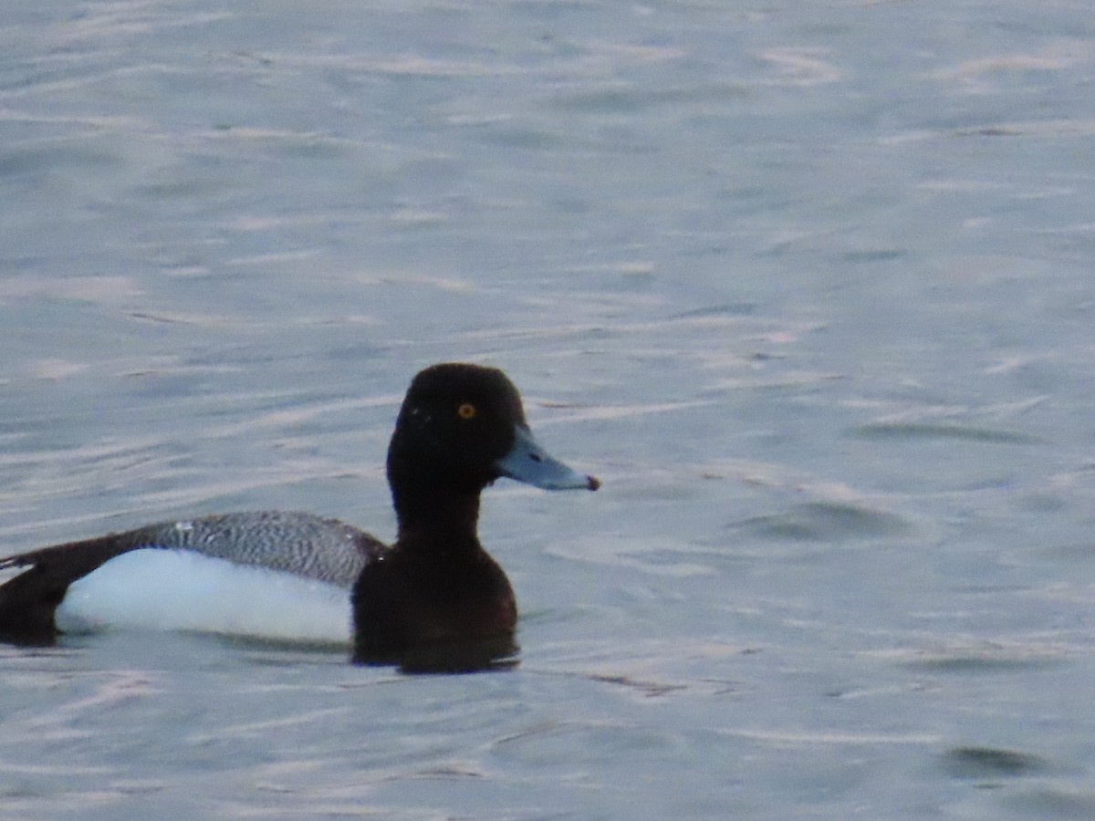 Greater Scaup - ML563580041