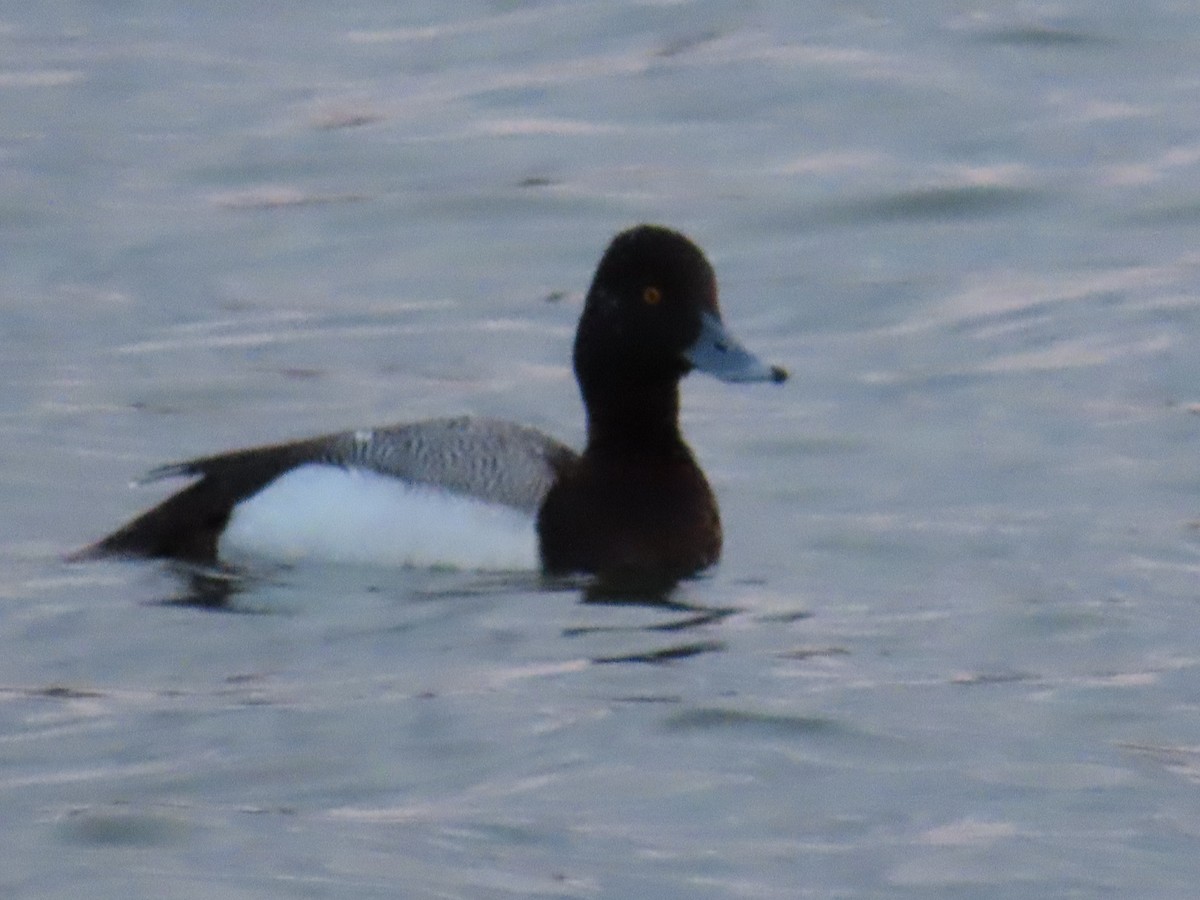 Greater Scaup - ML563580051