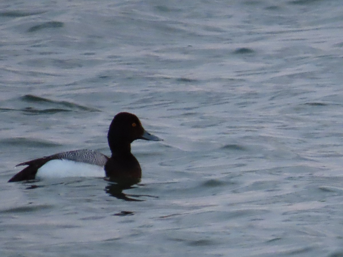 Greater Scaup - ML563580061
