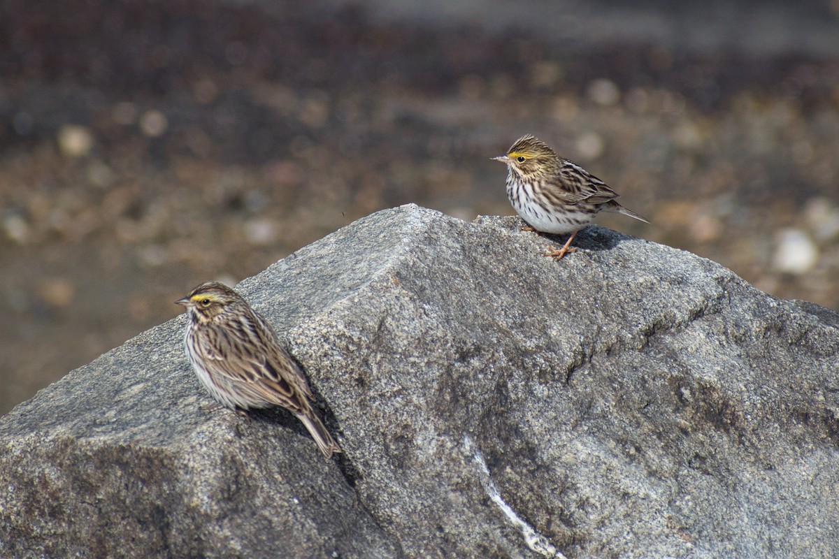 Savannah Sparrow - ML563581431