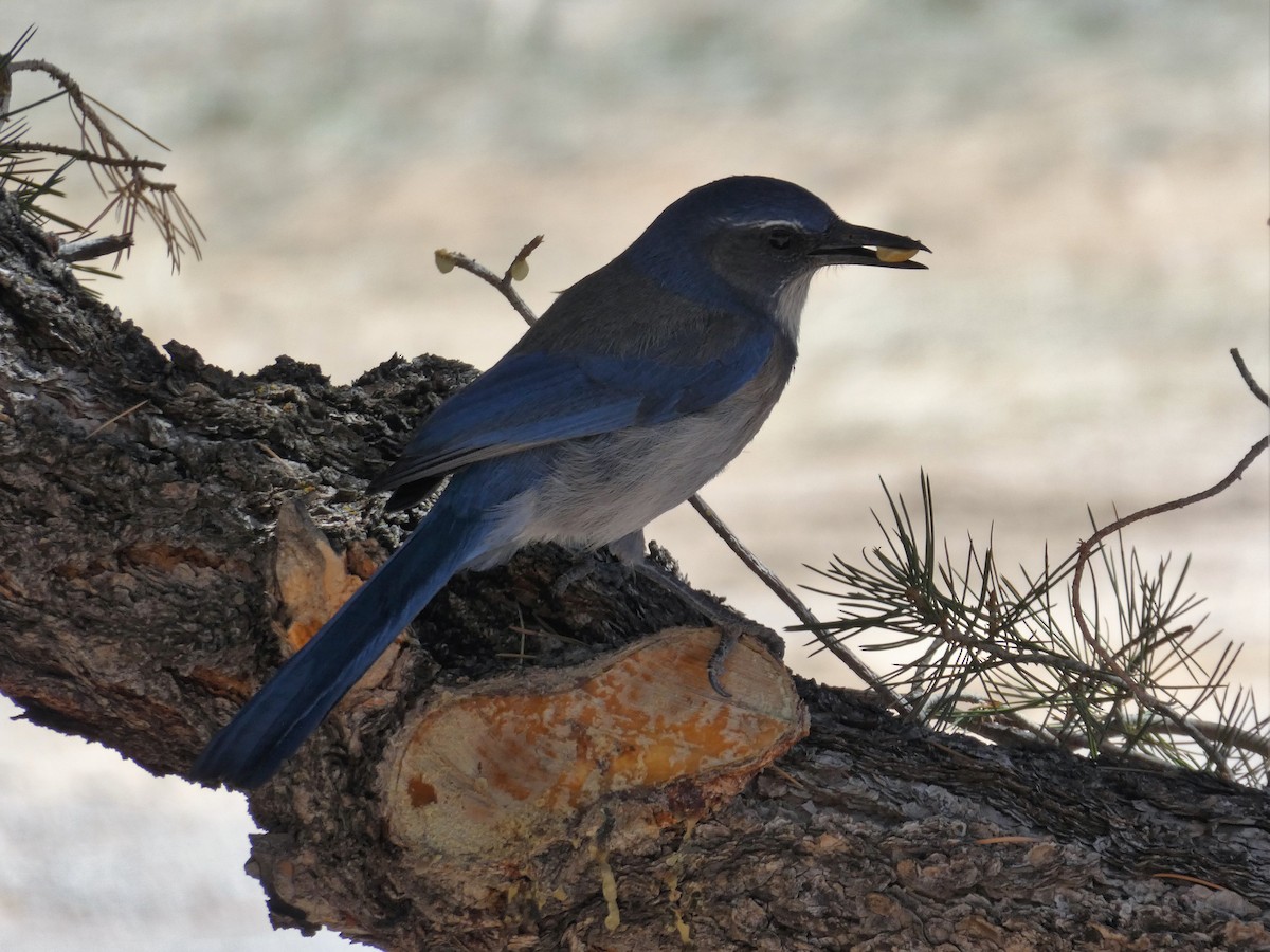 Woodhouse's Scrub-Jay - ML563581671