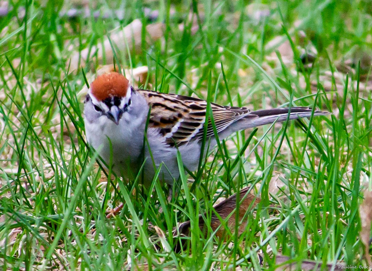 Chipping Sparrow - ML563582791