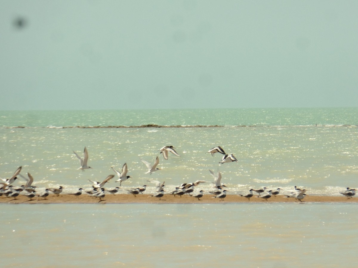 Lesser Crested Tern - ML563582931