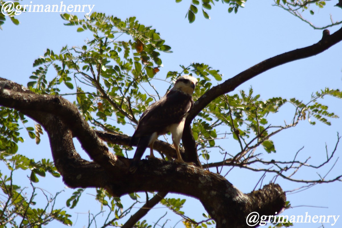 Gray-lined Hawk - ML563583371