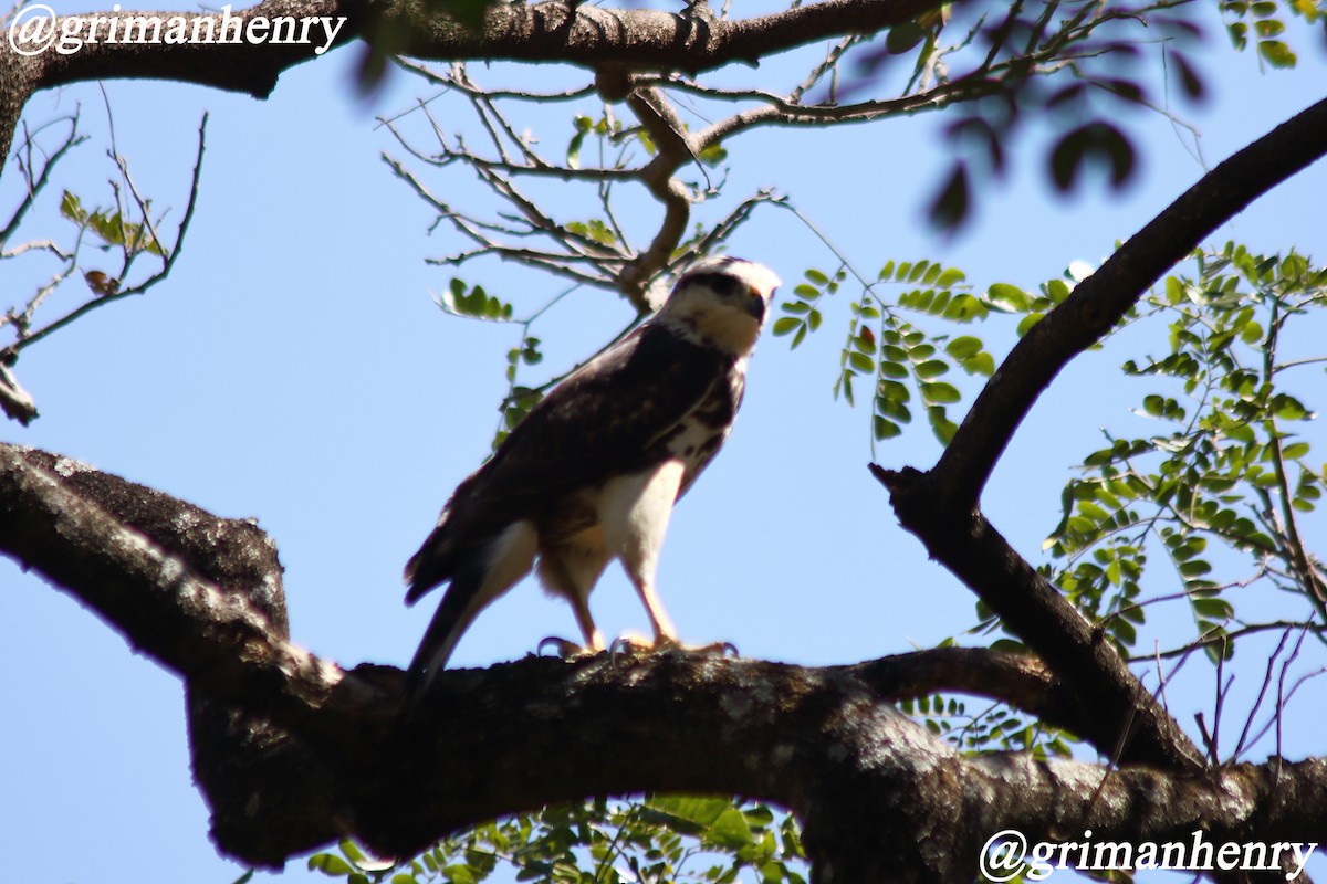 Gray-lined Hawk - ML563583381