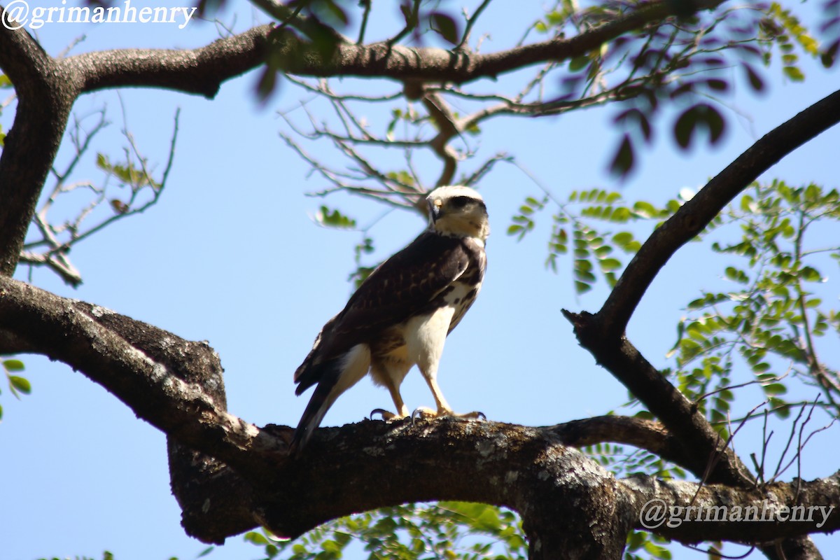 Gray-lined Hawk - ML563583391