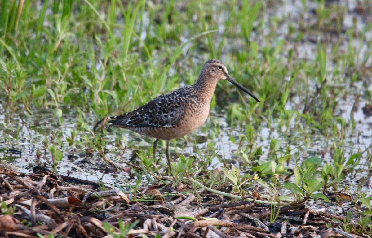 Long-billed Dowitcher - ML563583511