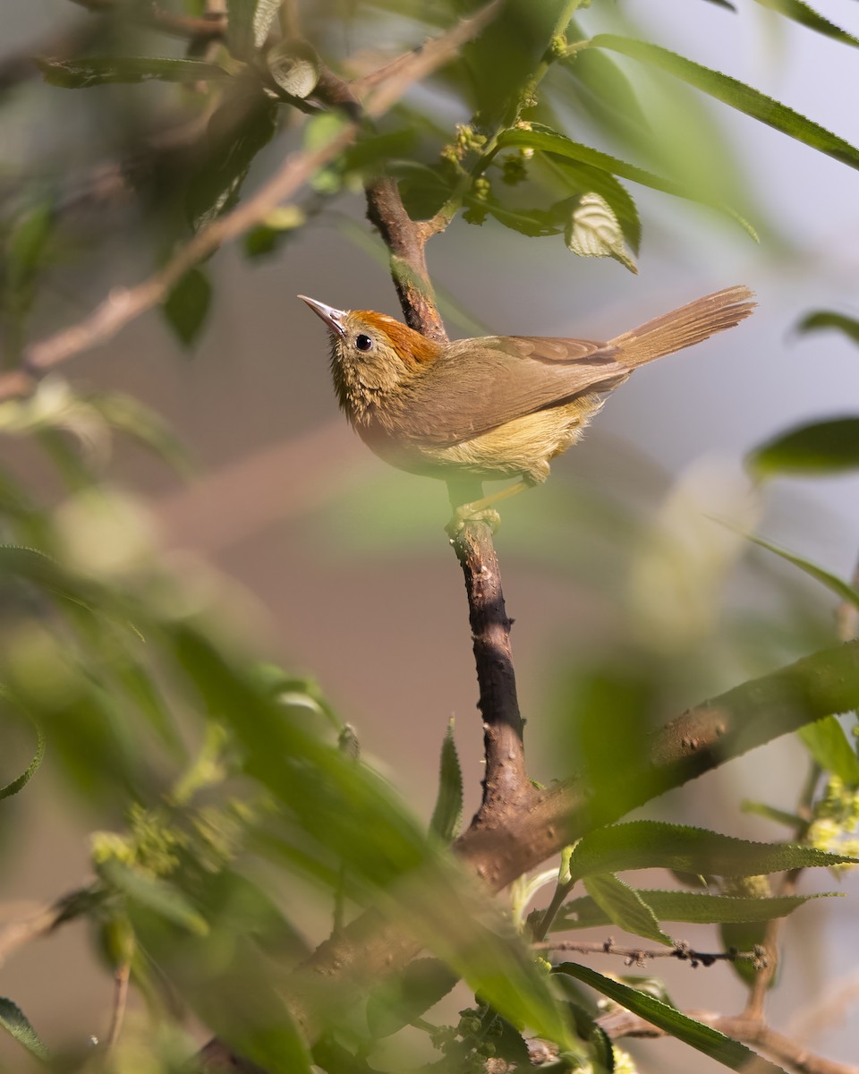 Rufous-capped Babbler - ML563584231