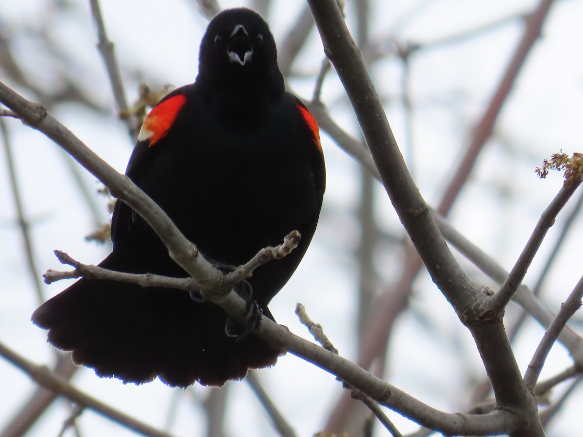 Red-winged Blackbird - ML563585291