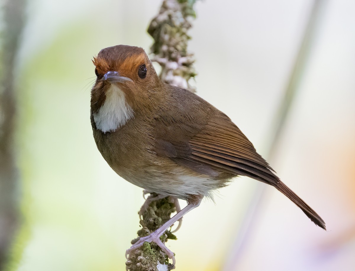 Rufous-browed Flycatcher - ML563585621