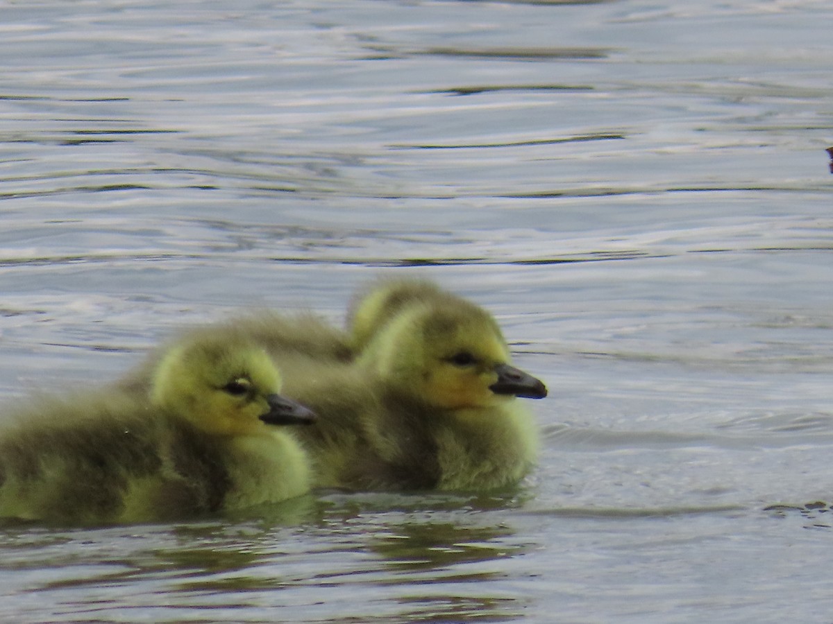 Canada Goose - ML563585631