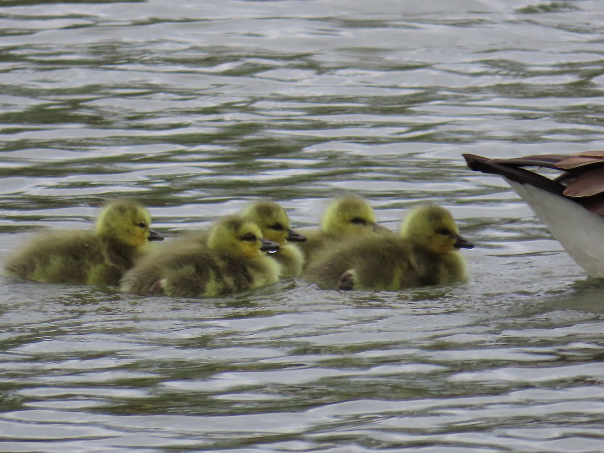 Canada Goose - ML563585661