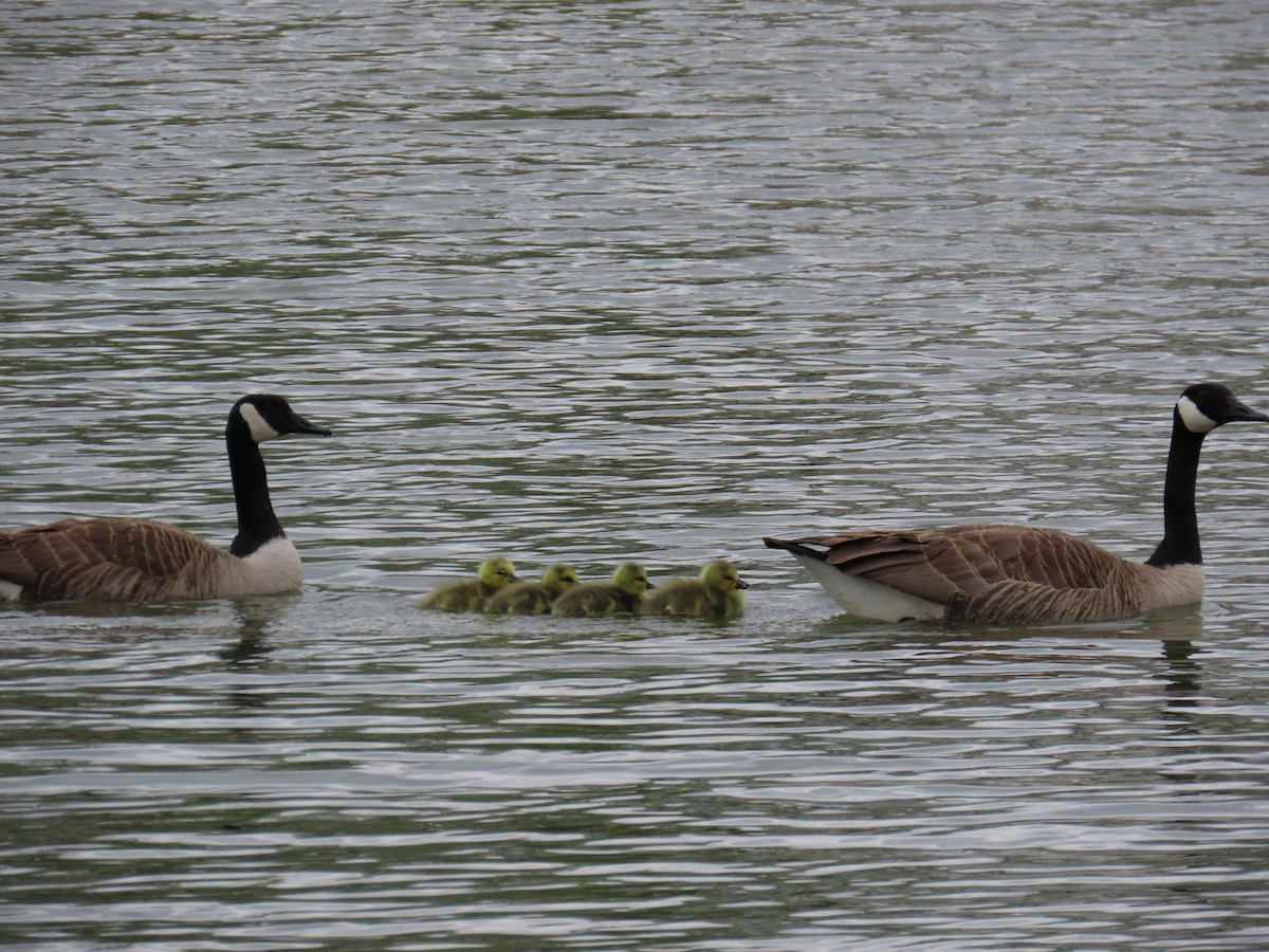 Canada Goose - Mayte Torres