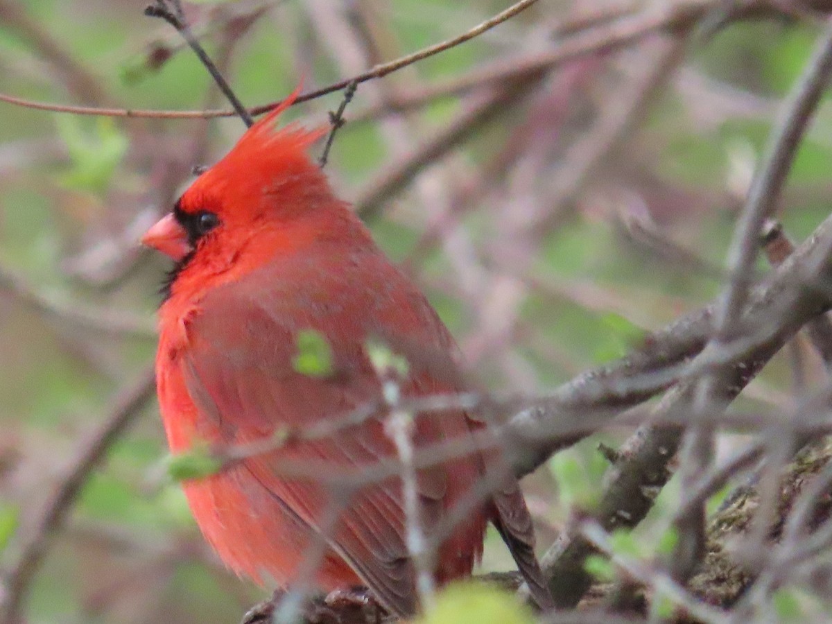 Cardinal rouge - ML563586071