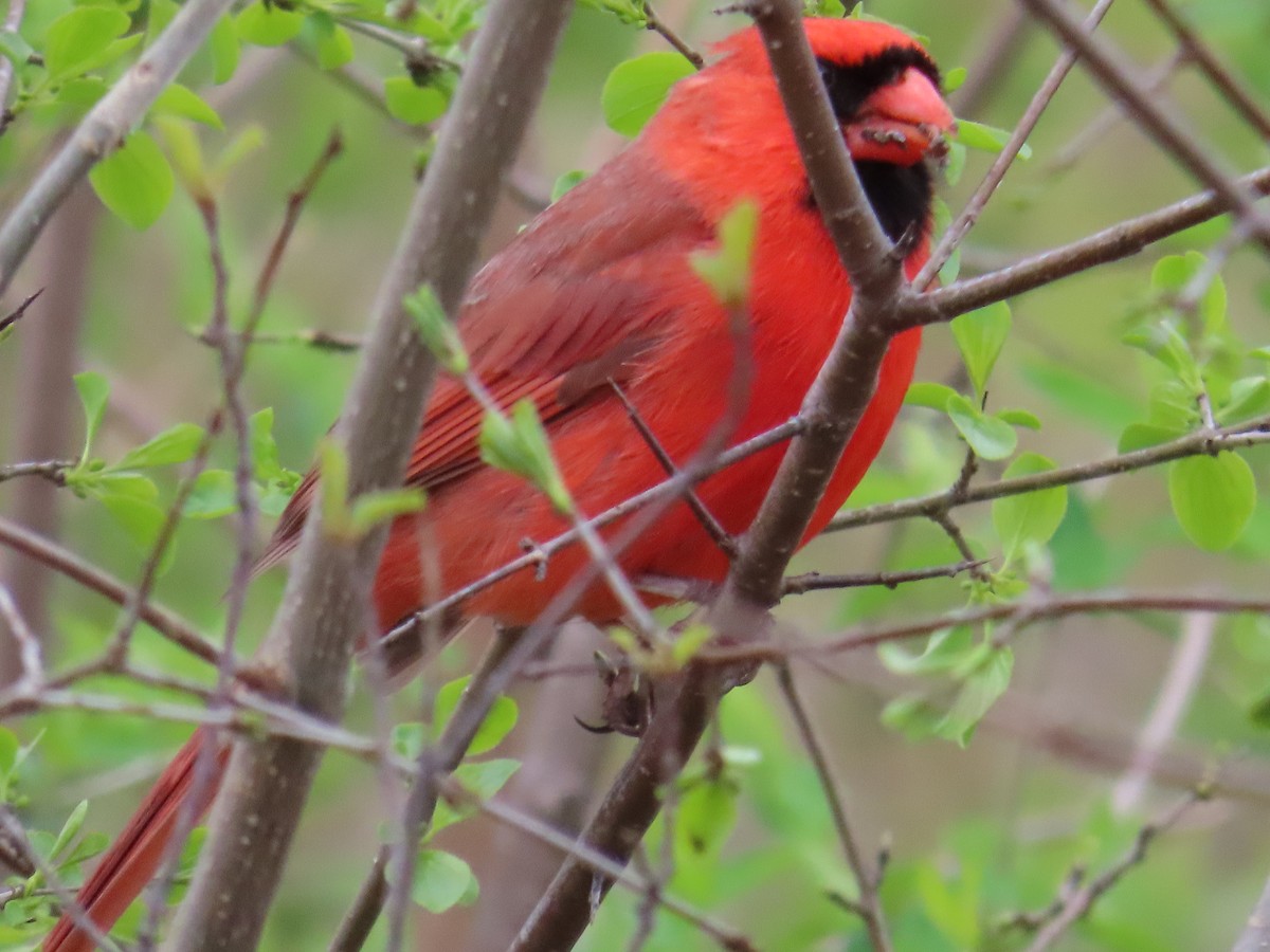 Cardinal rouge - ML563586081