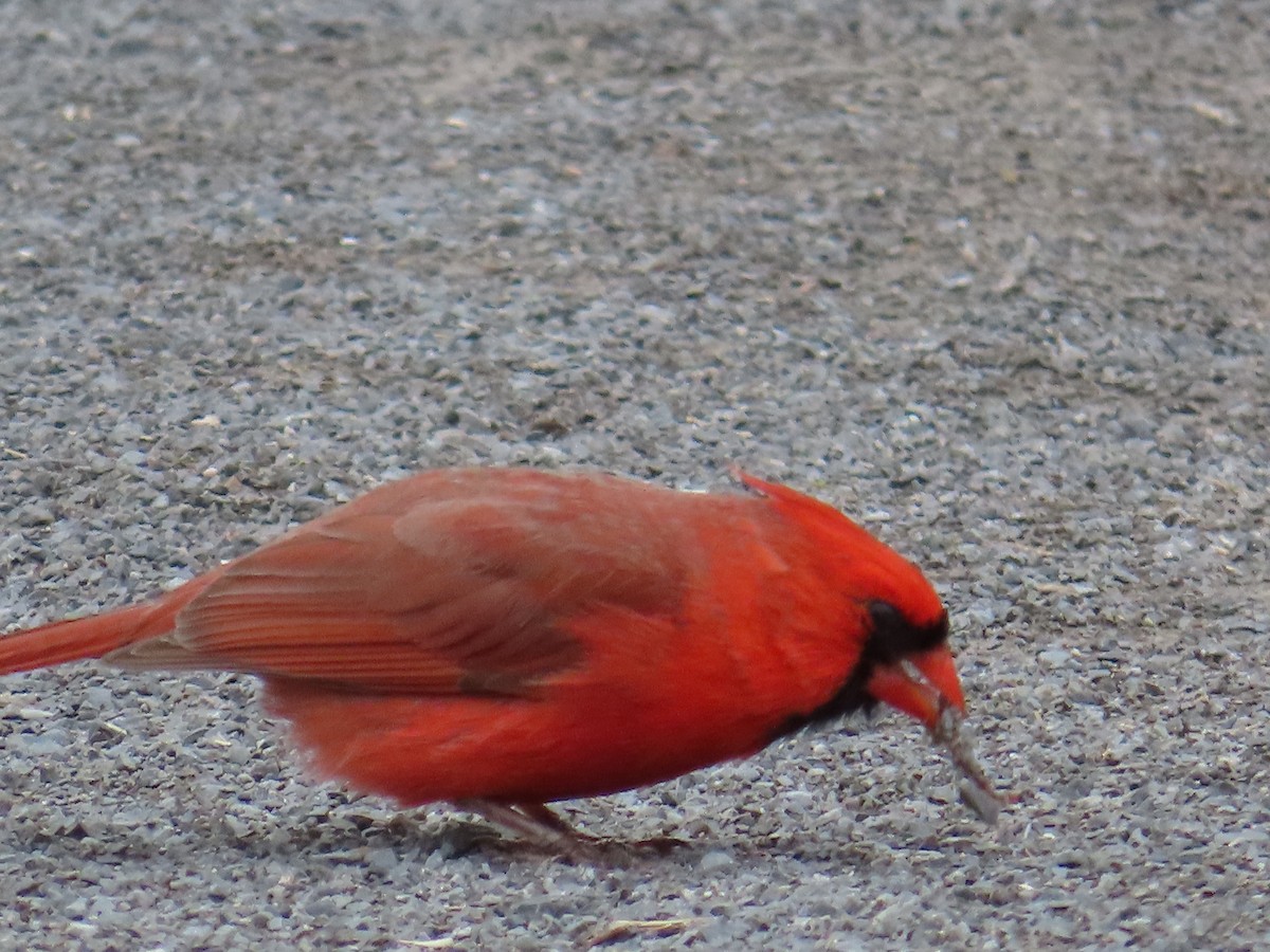 Cardinal rouge - ML563586091