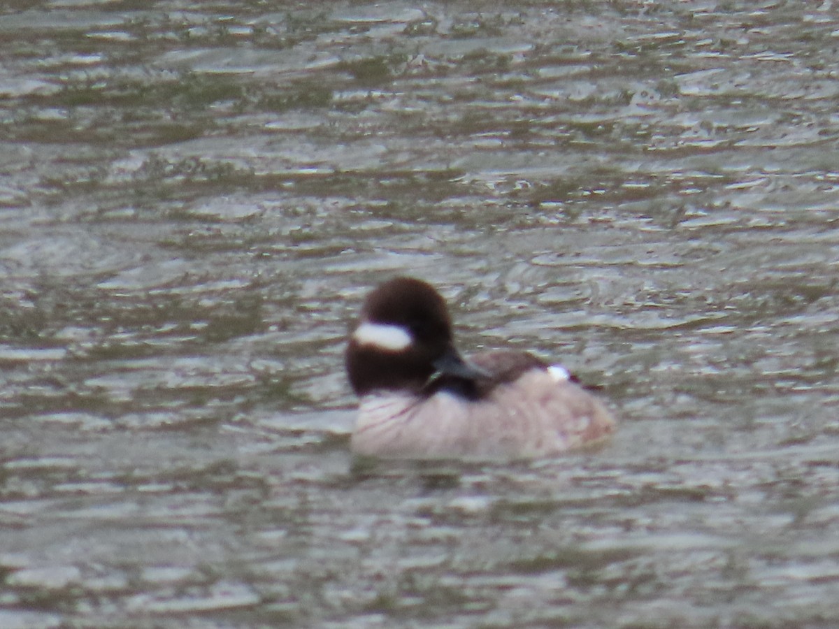 Bufflehead - Mayte Torres