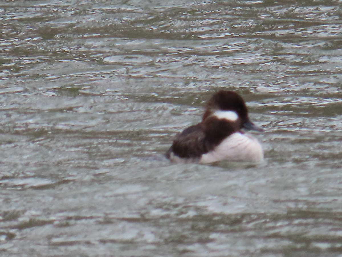 Bufflehead - Mayte Torres