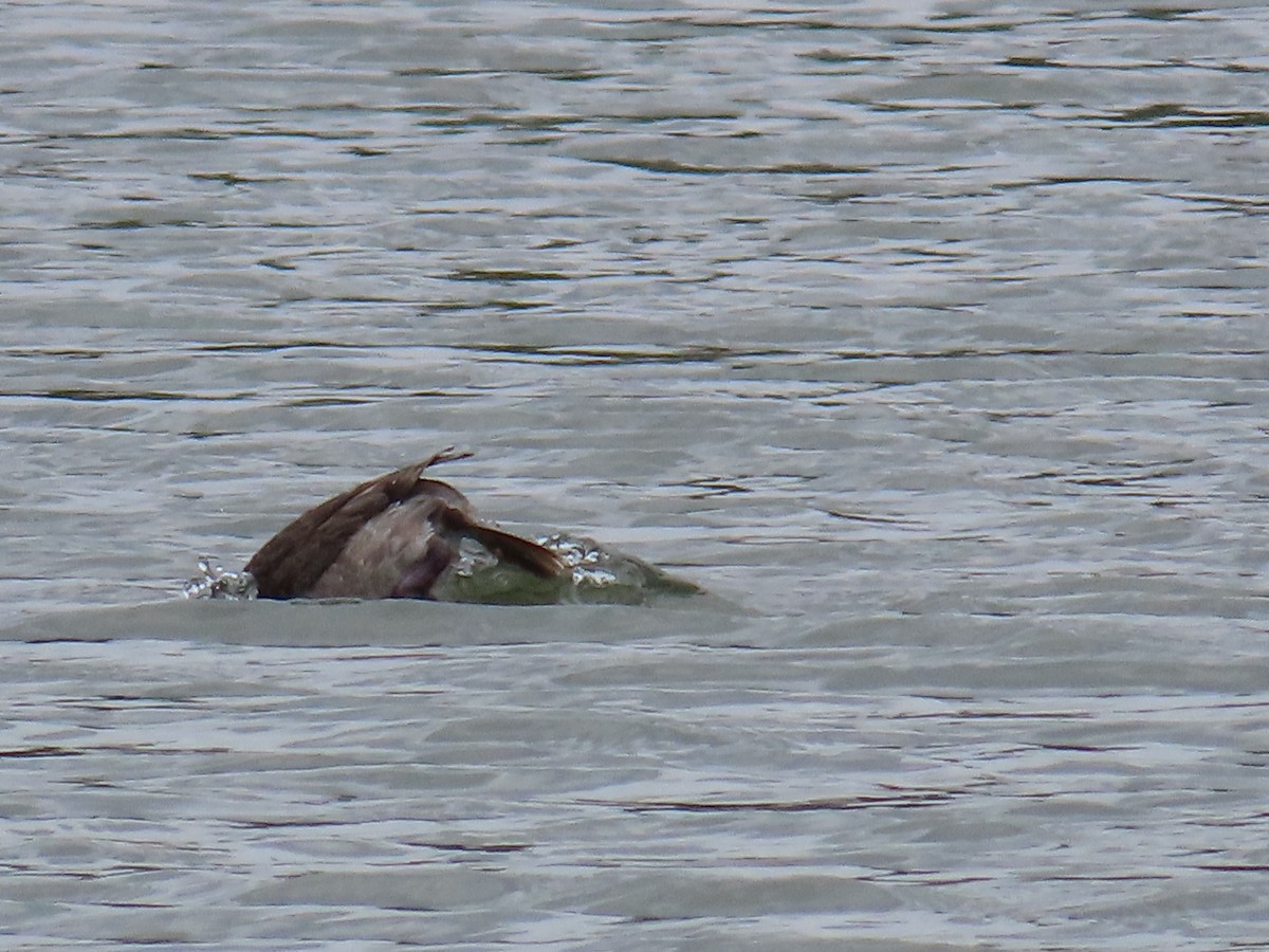 Bufflehead - ML563586261