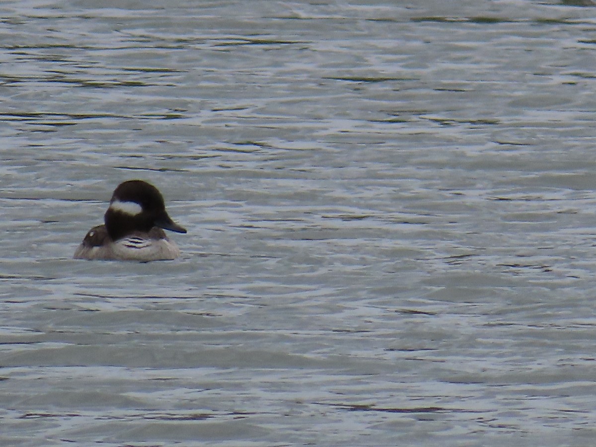 Bufflehead - ML563586271