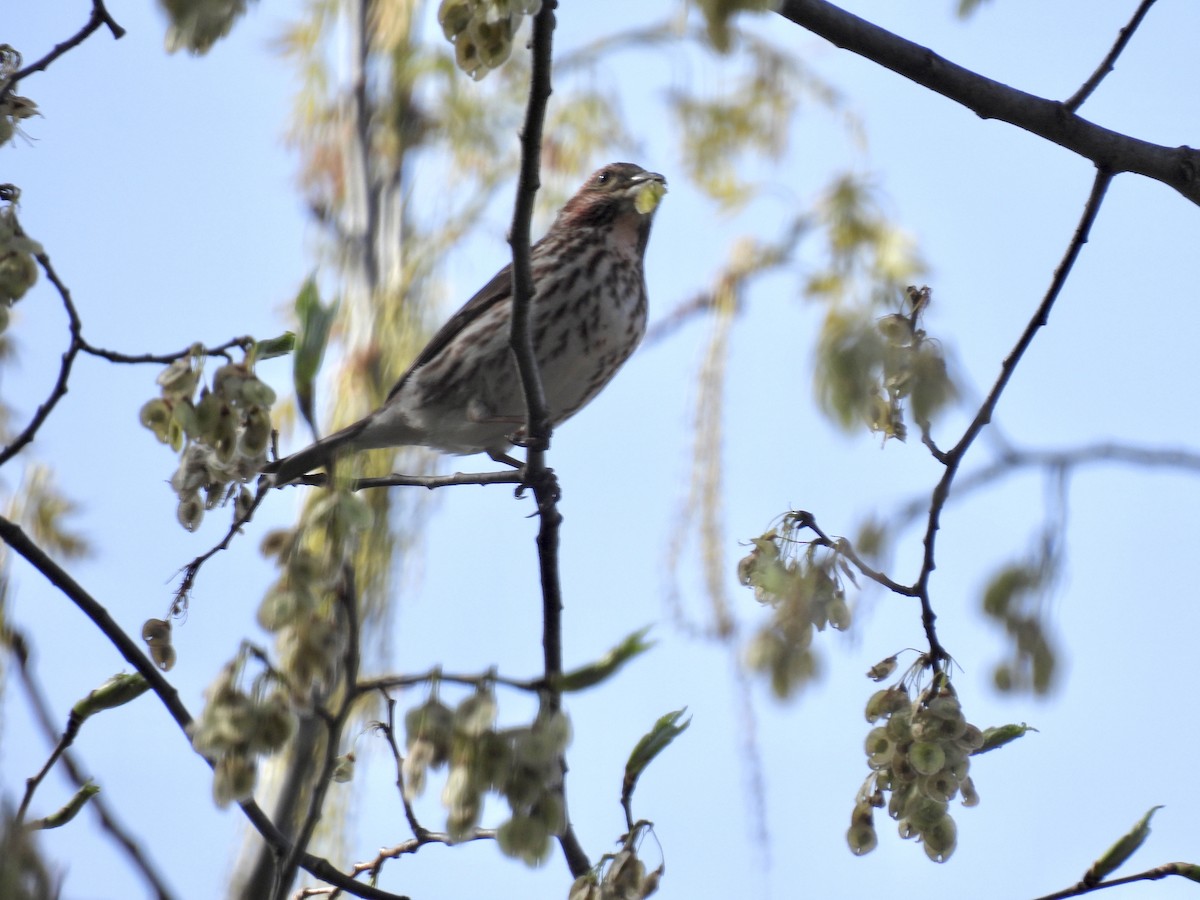 Purple Finch - ML563586941