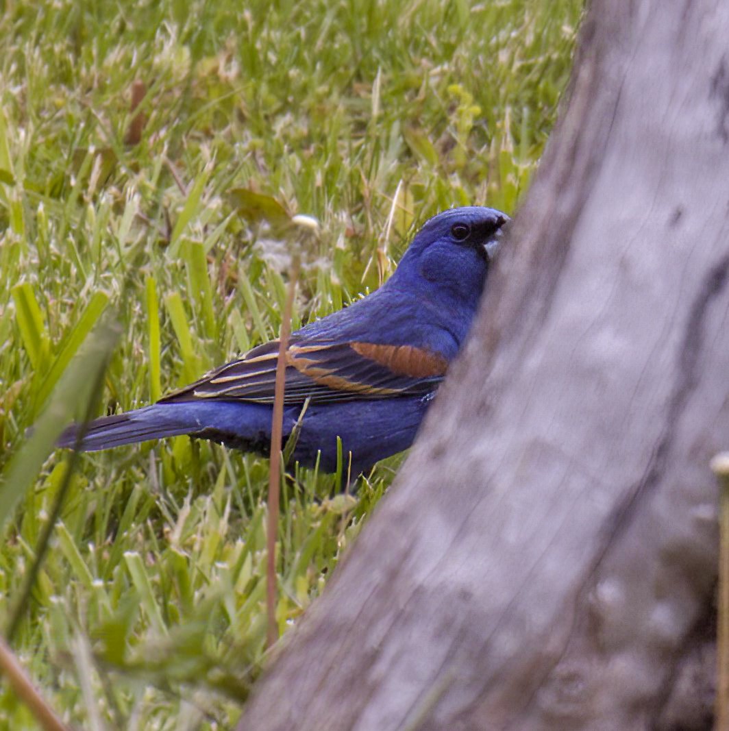 Blue Grosbeak - ML563587041