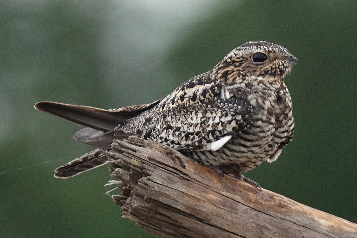 Common Nighthawk - Jane Mann