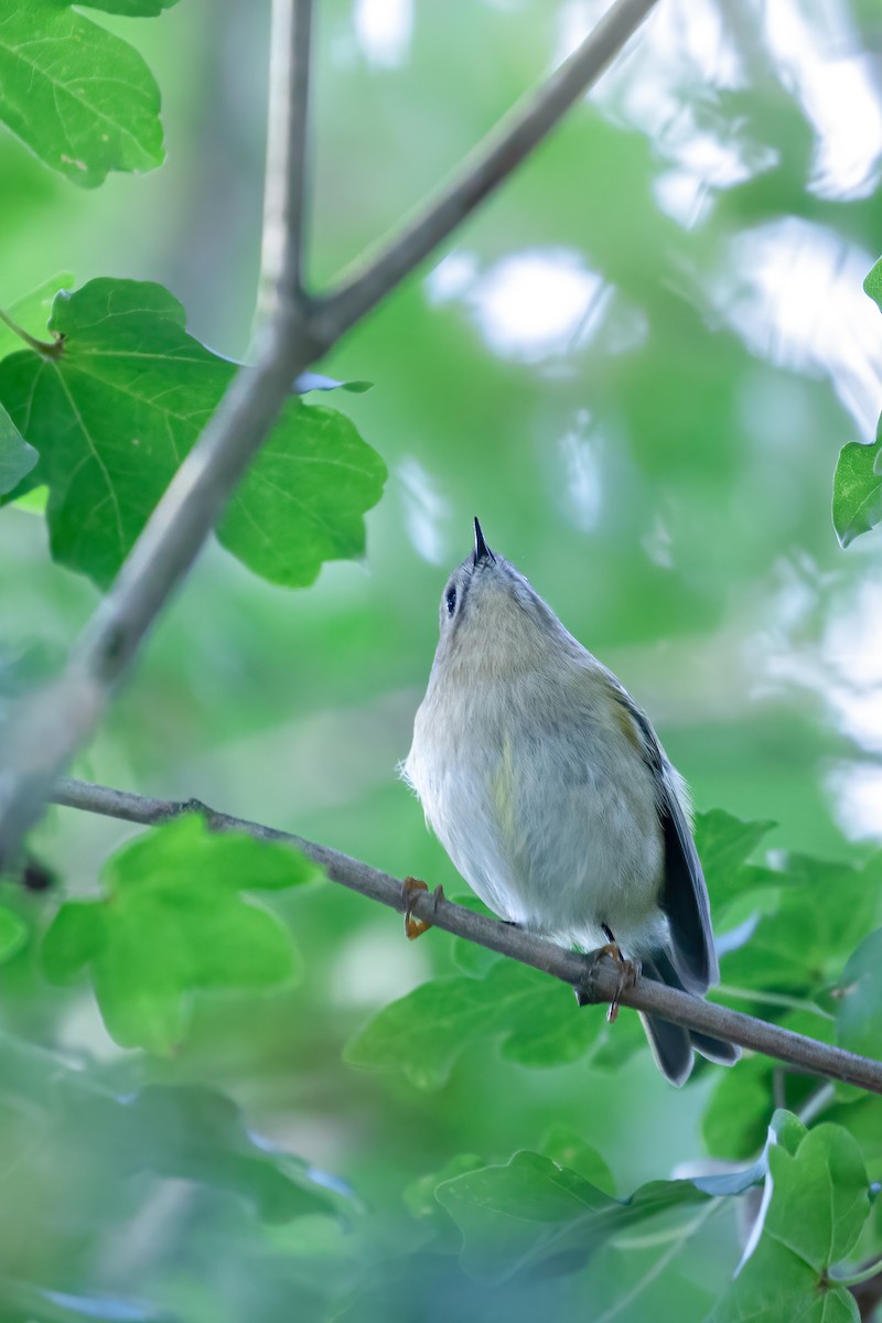 Goldcrest/Common Firecrest - ML563587911