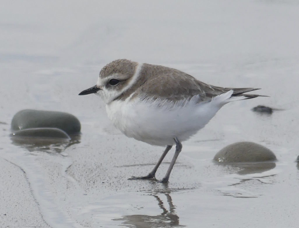 Snowy Plover - ML563587961