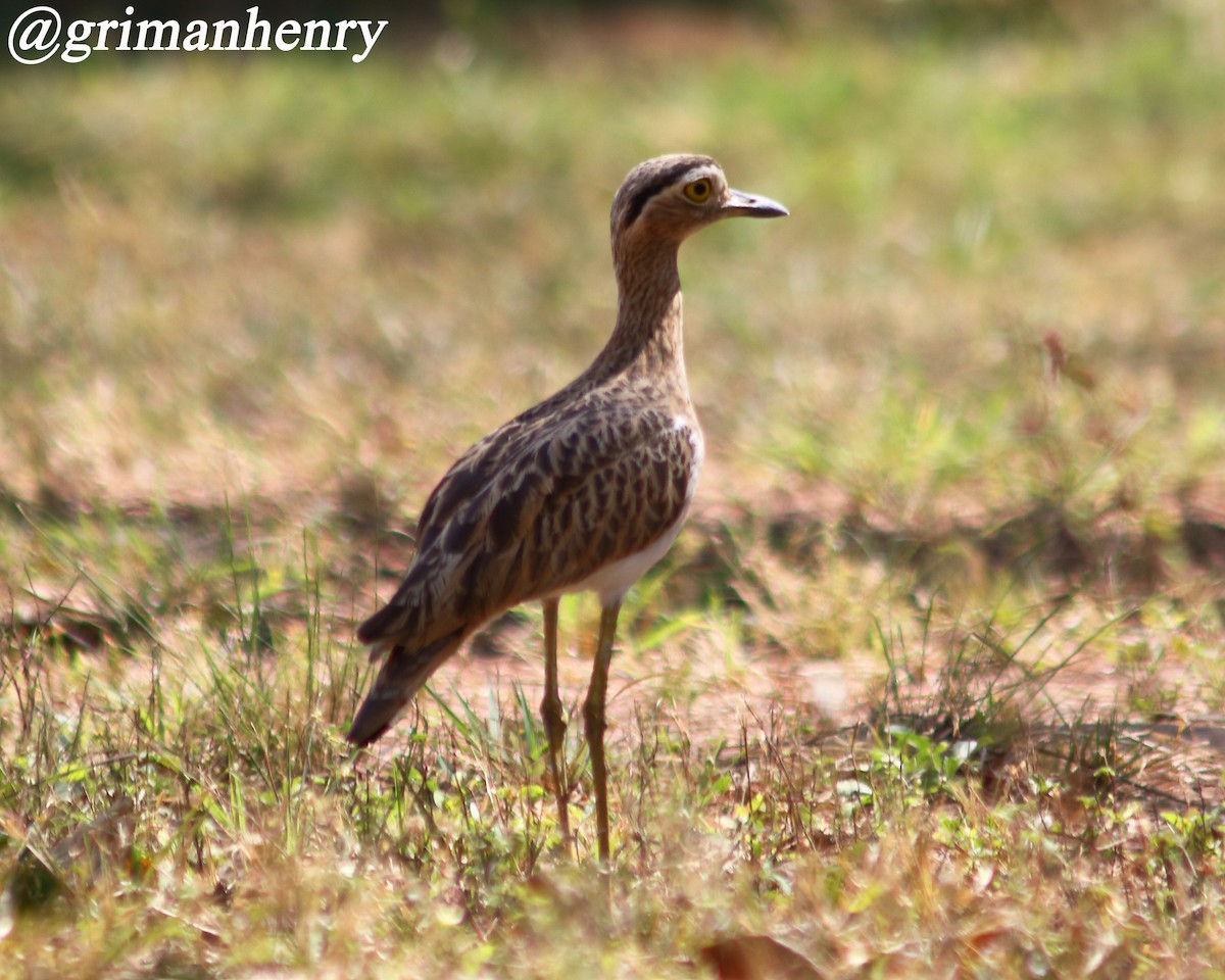 Double-striped Thick-knee - ML563588151