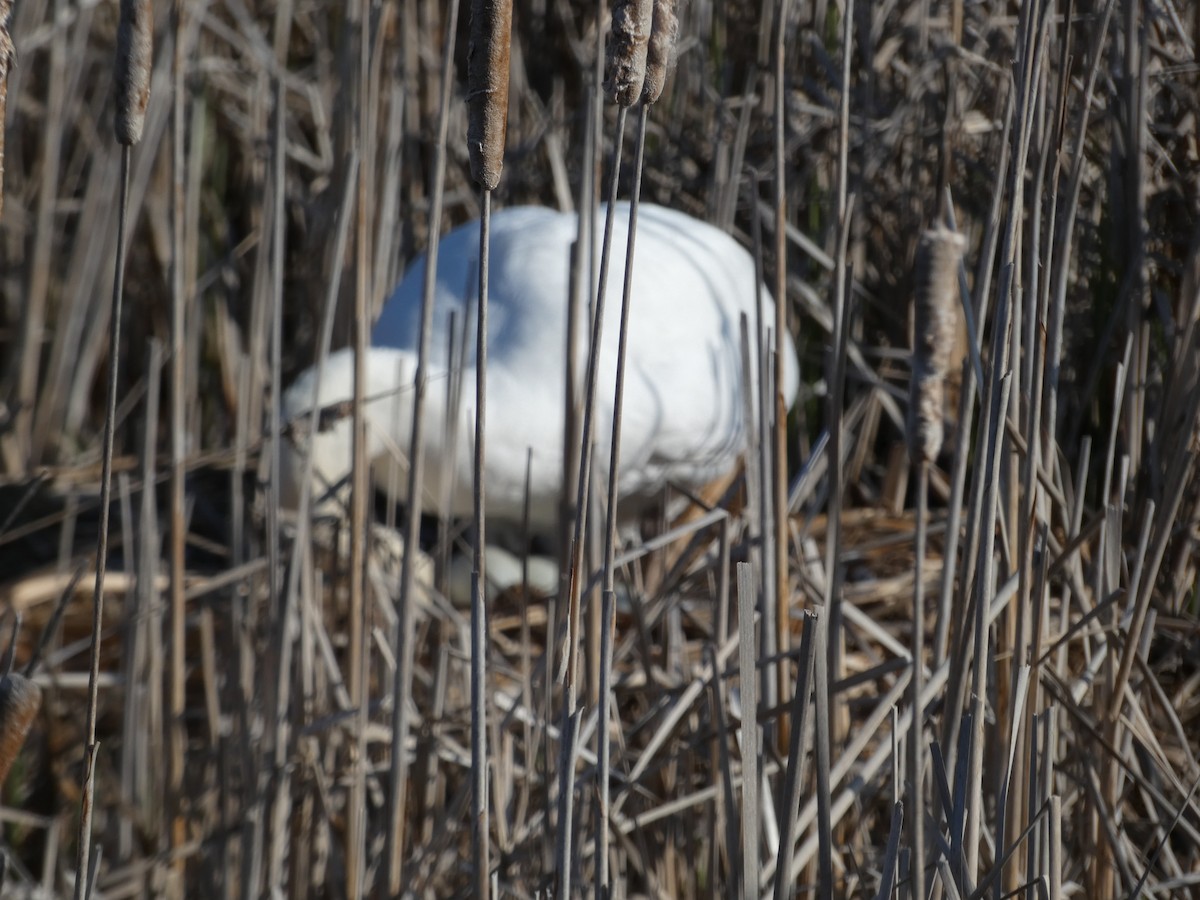 Mute Swan - ML563588201