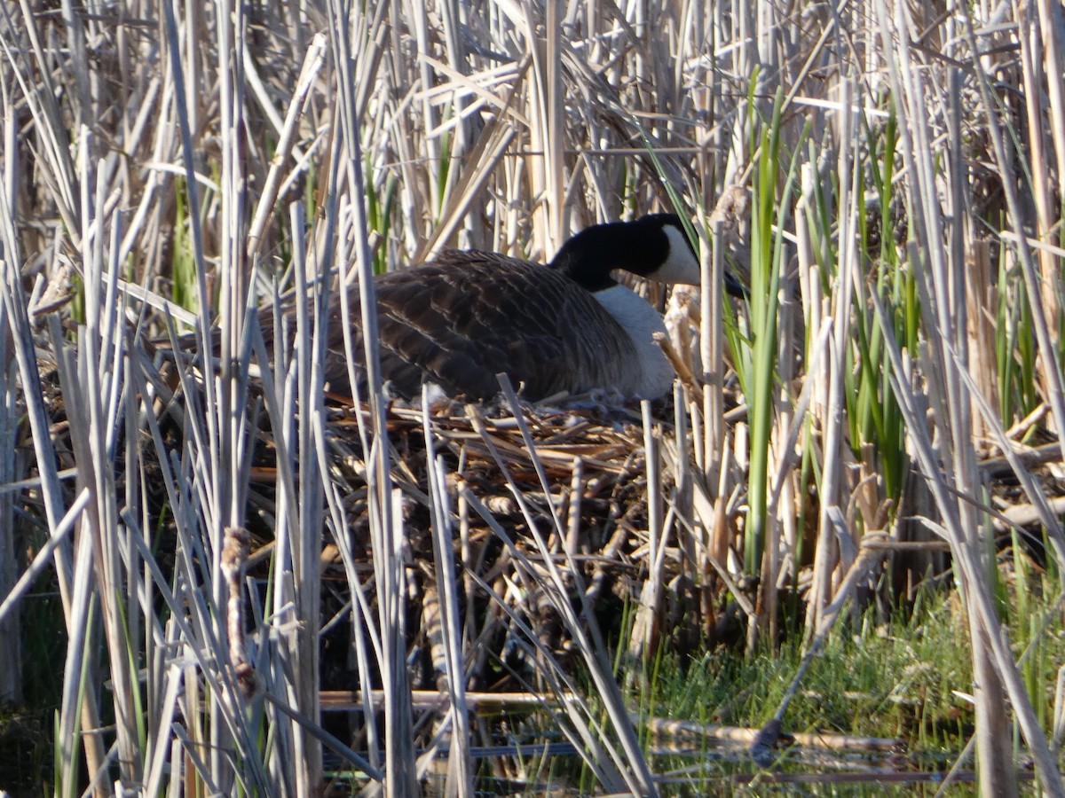 Canada Goose - ML563588371