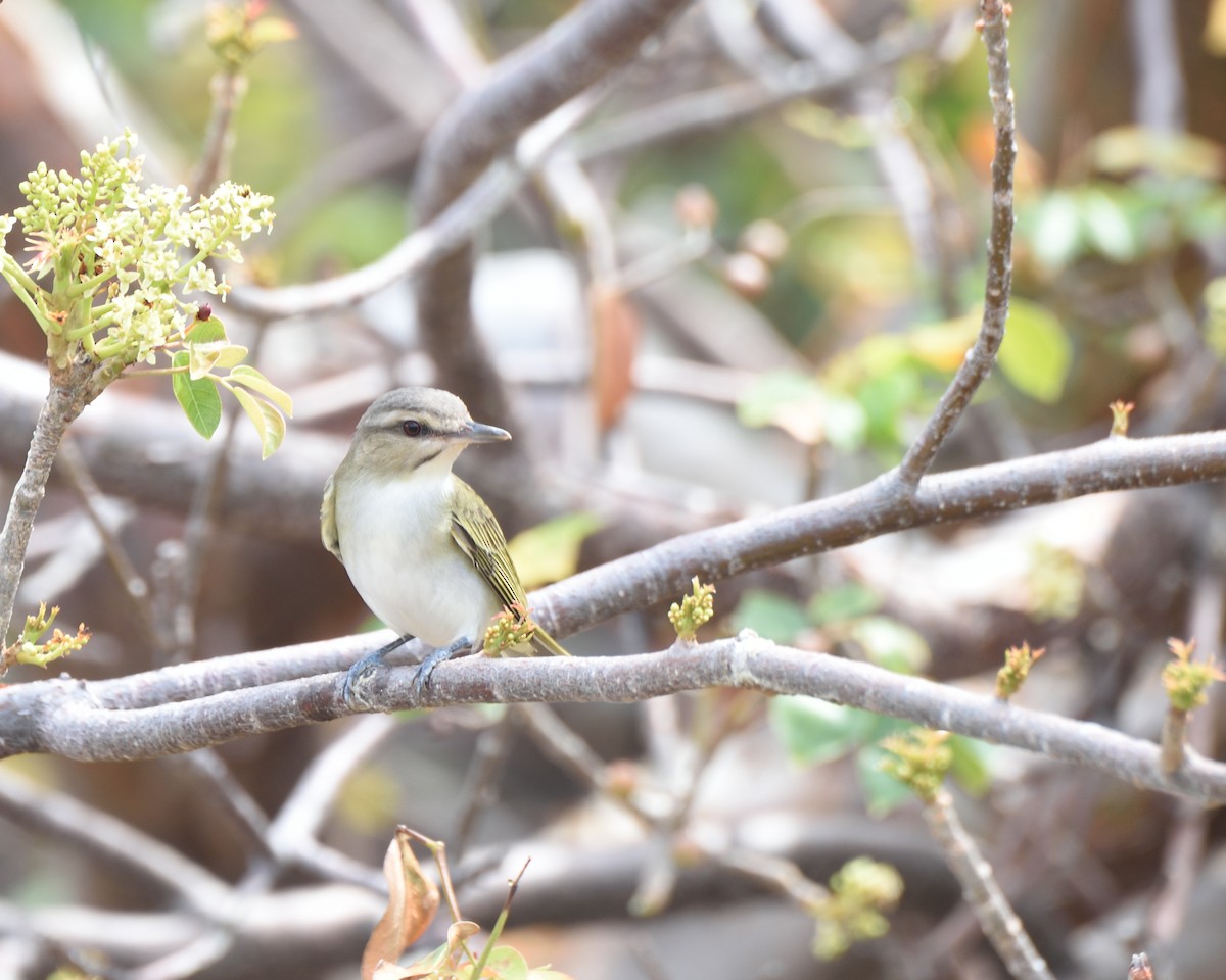 Black-whiskered Vireo - ML56358841