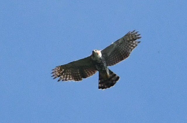 Ornate Hawk-Eagle - ML563589001
