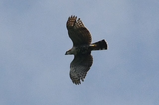 Ornate Hawk-Eagle - ML563589011