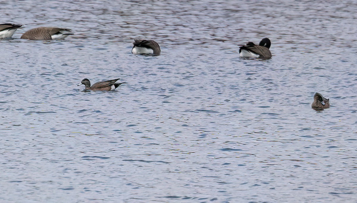 American Wigeon - ML563589491