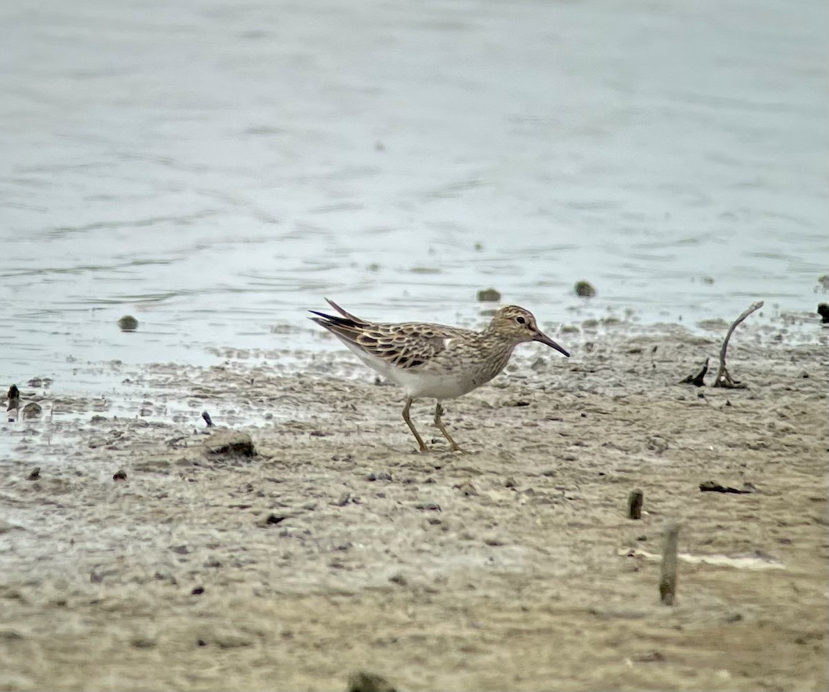 Pectoral Sandpiper - ML563590891