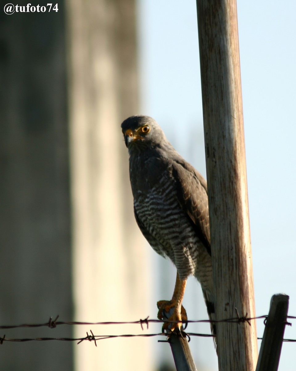 Roadside Hawk - ML563590911